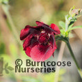 POTENTILLA thurberi 'Monarch's Velvet' 