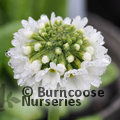 PRIMULA denticulata alba 