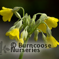 PRIMULA florindae  