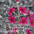 PRIMULA pulverulenta  