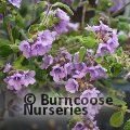Small image of Velvet mint bush