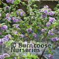 PROSTANTHERA incana  