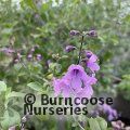 Small image of PROSTANTHERA