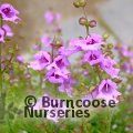 Small image of alpine mint bush