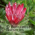 PROTEA Protea 'Clark's Red' 
