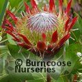 Small image of BANKSIA - see PROTEA