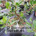 PROTEA Protea 'Pink Crown' 