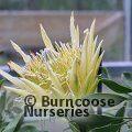 PROTEA Protea 'White Crown' 