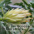 PROTEA Protea 'White Crown' 