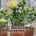 PROTEA Protea 'White Crown' 