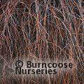 Small image of Black pine