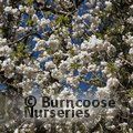 PRUNUS avium 'Plena' 