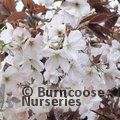 PRUNUS 'Matsumae-fuki'  