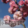 PRUNUS 'Daikoku'  