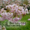 PRUNUS 'Hokusai'  