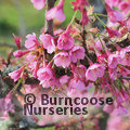 PRUNUS 'Kursar'  