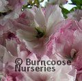 PRUNUS 'Pink Perfection'  