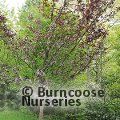 PRUNUS 'Royal Burgundy'  