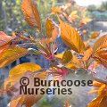 PRUNUS 'Sumaura Fugenzo'  