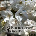 PRUNUS 'Shirotae'  