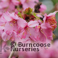 PRUNUS 'Shosar'  