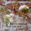 PRUNUS 'Sumaura Fugenzo'  