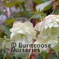 PRUNUS 'Sumaura Fugenzo'  