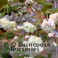 PRUNUS 'Sumaura Fugenzo'  
