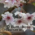 PRUNUS x subhirtella 'Autumnalis' 