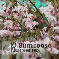 PRUNUS x subhirtella 'Autumnalis Rosea' 