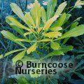 PSEUDOPANAX 'Goldfinger'  