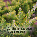 Small image of PSEUDOTAXUS