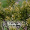 Small image of PSEUDOTAXUS