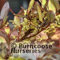 PSEUDOWINTERA colorata 'Marjorie Congreve' 
