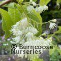 PTEROSTYRAX corymbosa  