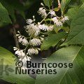 Small image of PTEROSTYRAX