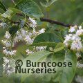 Small image of PTEROSTYRAX