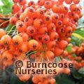 Small image of PYRACANTHA