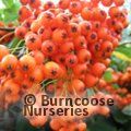 PYRACANTHA Saphyr Orange  