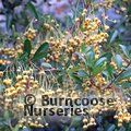 PYRACANTHA Saphyr Yellow  