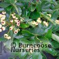 PYRACANTHA Saphyr Yellow  