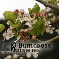 PYRUS calleryana 'Chanticleer' 