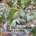 PYRUS elaeagnifolia 'Silver Sails' 