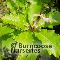 QUERCUS 'Belle d'Aquitaine'  