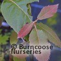 Small image of broadleaf oak