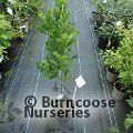QUERCUS x bimundorum 'Crimson Spire' 