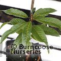 Small image of QUERCUS