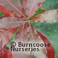 QUERCUS imbricaria  