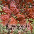 QUERCUS x bushii 'Seattle Trident' 