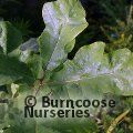QUERCUS stellata  